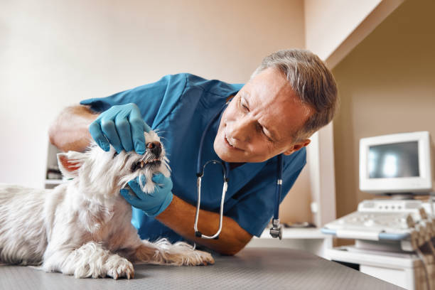 Best Emergency Dental Surgery in Neuse Forest, NC